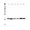 Mediator Complex Subunit 9 antibody, A12781, Boster Biological Technology, Western Blot image 