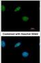 LXR beta antibody, PA5-28127, Invitrogen Antibodies, Immunofluorescence image 