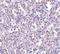 TBC1 Domain Family Member 10C antibody, NBP1-76806, Novus Biologicals, Immunohistochemistry paraffin image 