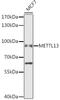 EEF1A Lysine And N-Terminal Methyltransferase antibody, 14-524, ProSci, Western Blot image 