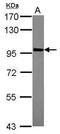A-Kinase Anchoring Protein 8 Like antibody, PA5-30520, Invitrogen Antibodies, Western Blot image 