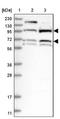 B-cell scaffold protein with ankyrin repeats antibody, NBP1-88714, Novus Biologicals, Western Blot image 