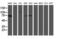 Mitochondrial Intermediate Peptidase antibody, LS-C797840, Lifespan Biosciences, Western Blot image 