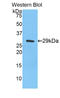 SBP1 antibody, LS-C296364, Lifespan Biosciences, Western Blot image 