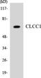 Chloride Channel CLIC Like 1 antibody, LS-C291807, Lifespan Biosciences, Western Blot image 