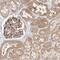 Glomulin, FKBP Associated Protein antibody, HPA031448, Atlas Antibodies, Immunohistochemistry frozen image 