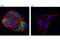 ROS Proto-Oncogene 1, Receptor Tyrosine Kinase antibody, 3287T, Cell Signaling Technology, Immunocytochemistry image 