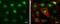 Metal-response element-binding transcription factor 2 antibody, GTX115634, GeneTex, Immunofluorescence image 