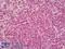 YWHAZ antibody, LS-B8679, Lifespan Biosciences, Immunohistochemistry frozen image 