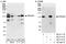 Serine/threonine-protein phosphatase 4 regulatory subunit 1 antibody, A300-836A, Bethyl Labs, Immunoprecipitation image 