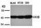 CREB Binding Protein antibody, orb14677, Biorbyt, Western Blot image 