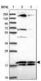 Ribosomal Protein L32 antibody, NBP2-48874, Novus Biologicals, Western Blot image 