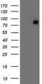 L1CAM antibody, TA502360S, Origene, Western Blot image 