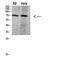 Protein regulator of cytokinesis 1 antibody, STJ98681, St John