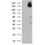 Zinc finger protein 217 antibody, NBP2-46424, Novus Biologicals, Western Blot image 