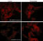 p38 antibody, PP3411, ECM Biosciences, Immunocytochemistry image 