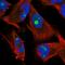 Surfeit 6 antibody, HPA023608, Atlas Antibodies, Immunofluorescence image 