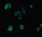 ATPase Phospholipid Transporting 8B1 antibody, LS-C677238, Lifespan Biosciences, Immunofluorescence image 