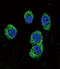 MOK Protein Kinase antibody, abx033057, Abbexa, Immunofluorescence image 