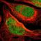 Sarcoma antigen 1 antibody, NBP1-84354, Novus Biologicals, Immunofluorescence image 