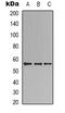 Beta 3-Glucosyltransferase antibody, orb339031, Biorbyt, Western Blot image 