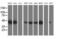 Signal Sequence Receptor Subunit 1 antibody, MA5-25635, Invitrogen Antibodies, Western Blot image 