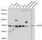 Nucleoporin 85 antibody, 14-074, ProSci, Western Blot image 