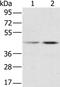 RNA Binding Motif Protein X-Linked antibody, PA5-50421, Invitrogen Antibodies, Western Blot image 