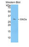 Myosin-Ie antibody, LS-C295506, Lifespan Biosciences, Western Blot image 