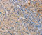 CD207 Molecule antibody, MBS2519024, MyBioSource, Immunohistochemistry frozen image 