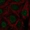 LIM Homeobox Transcription Factor 1 Beta antibody, PA5-67308, Invitrogen Antibodies, Immunofluorescence image 