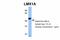 LIM Homeobox Transcription Factor 1 Alpha antibody, 27-471, ProSci, Immunohistochemistry frozen image 