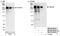 Tankyrase 1 Binding Protein 1 antibody, NB100-68248, Novus Biologicals, Western Blot image 