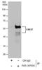 Calcium-responsive transactivator antibody, PA5-30500, Invitrogen Antibodies, Immunoprecipitation image 