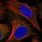 TP53RK Binding Protein antibody, HPA035712, Atlas Antibodies, Immunofluorescence image 