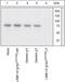 LIM Domain Kinase 1 antibody, 44-1076G, Invitrogen Antibodies, Western Blot image 