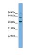 LRG antibody, orb324724, Biorbyt, Western Blot image 