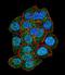 Putative Polycomb group protein ASXL1 antibody, LS-C156556, Lifespan Biosciences, Immunofluorescence image 