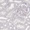 Spermatogenesis Associated 24 antibody, PA5-60578, Invitrogen Antibodies, Immunohistochemistry frozen image 