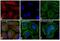 Mouse IgG (H+L) antibody, A-21236, Invitrogen Antibodies, Immunofluorescence image 