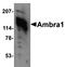 Mitogen-Activated Protein Kinase 8 antibody, orb6259, Biorbyt, Western Blot image 