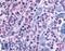 N-Acetylneuraminic Acid Phosphatase antibody, LS-A2984, Lifespan Biosciences, Immunohistochemistry frozen image 