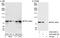 Protein Kinase C antibody, A302-446A, Bethyl Labs, Immunoprecipitation image 