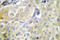 Serpin B5 antibody, LS-C176882, Lifespan Biosciences, Immunohistochemistry frozen image 