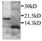 C-X-C Motif Chemokine Ligand 2 antibody, GTX29777, GeneTex, Western Blot image 