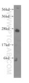 EXOSC4 antibody, 15937-1-AP, Proteintech Group, Western Blot image 