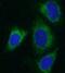 Aldehyde Dehydrogenase 1 Family Member B1 antibody, FNab00288, FineTest, Immunofluorescence image 