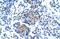 P2X purinoceptor 1 antibody, PA5-41017, Invitrogen Antibodies, Immunohistochemistry frozen image 