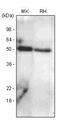 Bone Morphogenetic Protein 7 antibody, GTX53692, GeneTex, Western Blot image 