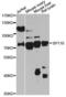 SP110 Nuclear Body Protein antibody, LS-C749019, Lifespan Biosciences, Western Blot image 